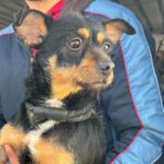 Mischling Francine, 06/2022, ca. 31 cm