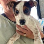 Bodeguero Mischling Gina, 10/2023, Endgröße ca. 40 cm