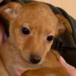 Podenco Goldie, 10/2023, Endgröße ca. 40 cm