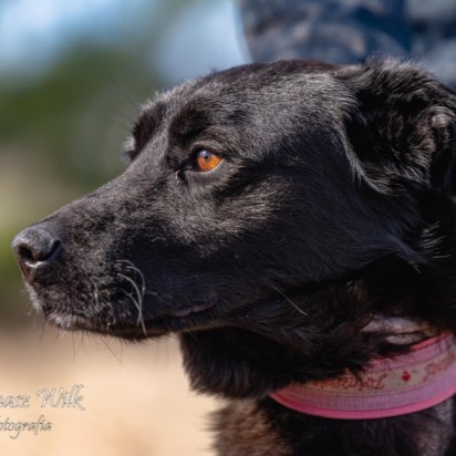 Mischling Hilary, 02/2021, ca. 51 cm