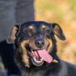 Mischling Jerry, 08/2017, ca. 30 cm