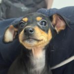 Podenco Maneto Julchen, 10/2023, Endgröße ca. 40 cm