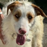 Podenco Campanero Kaja, 06/2022, ca. 59 cm