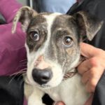 Bodeguero Kalei, 09/2023, Endgröße ca. 40-45 cm,46325 Borken