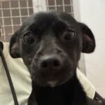 Mischling Laika, 05/2023, Endgröße ca. 35 cm