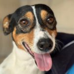 Bodeguero Mischling Lemu, 10/2022, ca. 38 cm