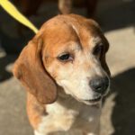 Beagle Lucas, 06/2014, ca. 36 cm