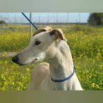 Galgo Luna, 06/2021, ca. 65 cm