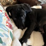 Mischling Maleo, 08/2023, Endgröße ca. 45 -50 cm, 20255 Hamburg