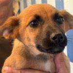 Malinois Mischling Malu, 10/2023, Endgröße ca. 55-65 cm