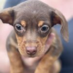Podenco Maneto Mischling Marlie, 09/2023, Endgröße ca. 35 cm