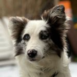 Border Collie Mirlo, 07/2023, Endgröße ca. 50 cm