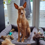 Podenco Murfy, ca. 02/2022, ca. 45cm, 13125 Berlin