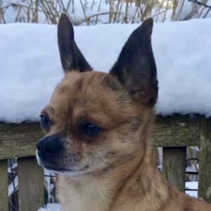 Chihuahua Nacho, 05/2019, ca. 24 cm, 51491 Overath