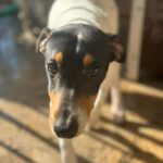 Bodeguero Nelson, 07/2023, Endgröße ca. 40 cm