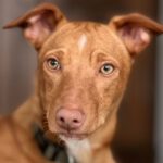 Podenco Maneto Noel, 06/2023, Endgröße ca. 35 cm, 61381 Friedrichsdorf