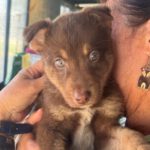 Mischling Pinie, 10/2023, Endgröße ca. 40-50 cm