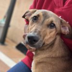 Mischling Pipo, 11/2022, ca. 70 cm