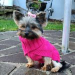 Yorkshire Terrier Poppy, 08/2018, ca. 25 cm, 38448 Wolfsburg