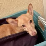 Podenco Raul, 03/2021, ca. 40 cm, 48369 Saerbeck