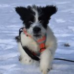 Wasserhund Mischling Robsi, 08/2023, Endgröße ca. 45 cm, 83627 Warngau