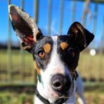 Bodeguero Rohan, 12/2020, ca. 40 cm, 48249 Dülmen