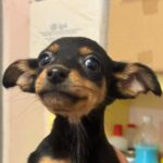 Podenco Maneto Rosi, 10/2023, Endgröße ca. 40 cm