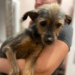 Yorkshire Terrier Rossi, 01/2018, ca. 25-30 cm