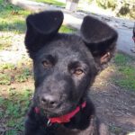 Malinois Labrador Mischling Sakura, 09/2023, Endgröße ca. 55-65 cm