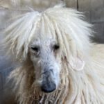 Königspudel Star, 01/2019, ca. 60 cm