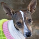 Bodeguero Mischling Sugar, 12/2021, ca. 38 cm