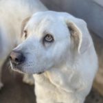 Mastin Tango, 12/2021, ca. 68 cm