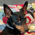 Zwergpinscher Tarzan, 02/2022, ca. 25 cm, 21224 Rosengarten