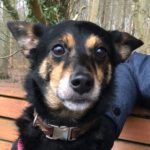 Mischling Tato, 03/2017, ca. 40 cm, 24306 Plön