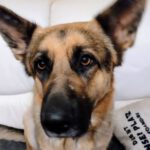 Deutscher Schäferhund Torpeda, 04/2020, ca. 60 cm