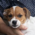 Bodeguero (Mischling?) Zucchero, 08/2023, Endgröße ca. 35 cm