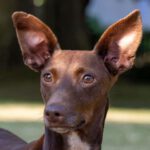 Pinscher Maneto Adele, 01/2020, ca. 38 cm, 35423 Lich