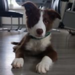 Border Collie Aiden, 09/2023, Endgröße ca. 50 cm, 23560 Lübeck