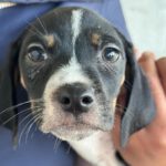 Pointer Mischling Albion, 12/2023, Endgröße ca. 55 cm