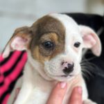 Bodeguero Mischling Ambrosia, 11/2023, Endgröße ca. 40 cm