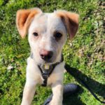 Mischling Barney, 07/2023, ca. 35 cm, 94036 Passau