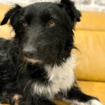 Schnauzer Mischling Bella, 02/2023, ca. 40 cm, 66280 Sulzbach