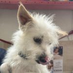 Terrier Mischling Bonny, 02/2023, ca. 37 cm