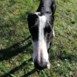 Galgo Camilo, 01/2021, ca. 70 cm, 69469 Weinheim