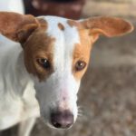 Podenco Canela, 06/2021, ca. 45 cm