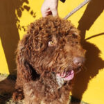 Wasserhund Coco