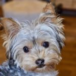 Yorkshire Terrier Cristina, 08/2023, Endgröße ca. 20 cm, 73272 Neidlingen