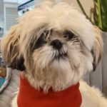 Shi Tzu Dana, 02/2022, ca. 23 cm, 69257 Wiesenbach