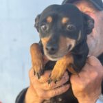 Prager Rattler Mischling Daniella, 02/2021, ca. 25 cm