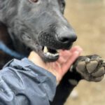 Labrador Mischling Dasel, 01/2017, 60 cm